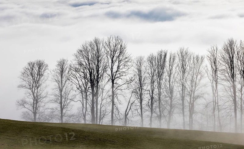Autumn landscape, bare trees rising from the fog, inversion weather, Mondseeland, Salzkammergut, Upper Austria, Austria