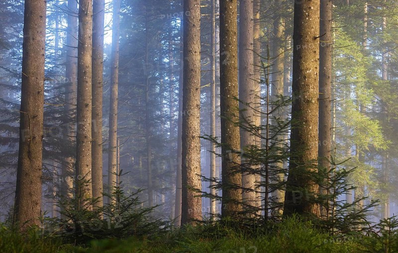 Picea abies, spruce forest in morning fog, autumn forest, Mondseeland, Salzkammergut, Upper Austria, Austria