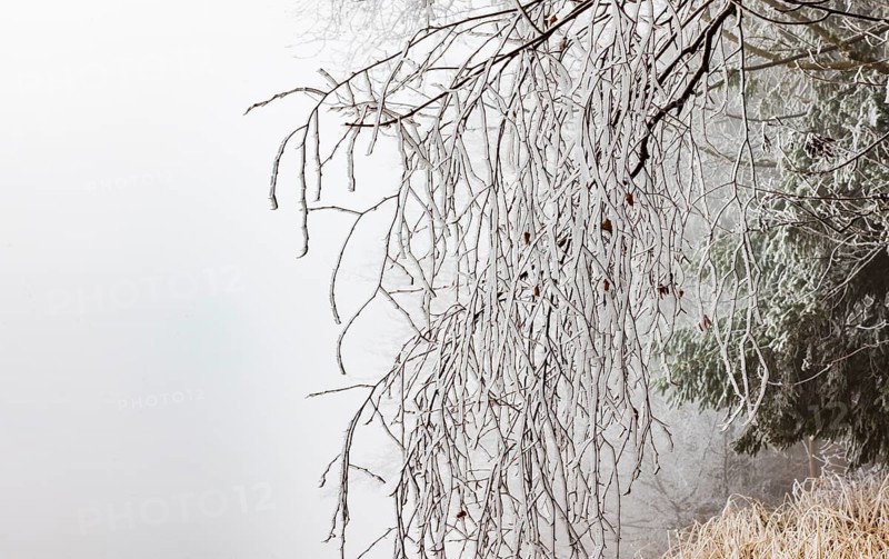 Winter forest, thin branches of a deciduous tree covered with hoarfrost, Mondseeland, Salzkammergut, Upper Austria, Austria