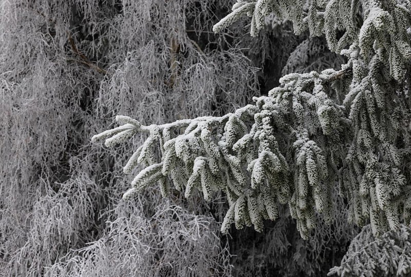 Winter forest, conifer covered with hoarfrost, Mondseeland, Salzkammergut, Upper Austria, Austria