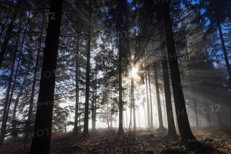 Picea abies, spruce forest in morning fog with sunrays, Mondseeland, Salzkammergut, Upper Austria, Austria
