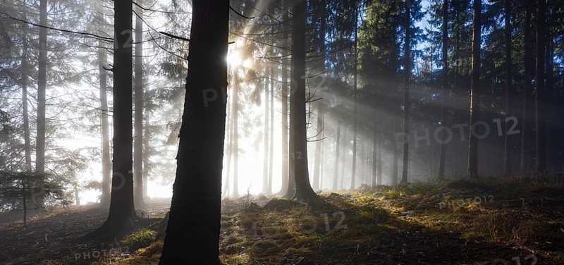 Spruce forest in morning fog with sun rays in autumn, Mondseeland, Salzkammergut, Upper Austria, Austria