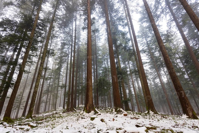 Picea abies, spruce forest in fog looking up into the treetops, winter, Mondseeland, Salzkammergut, Upper Austria, Austria