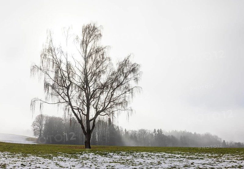 Large willow tree with drooping branches on snow-covered meadow in fog, Mondseeland, Salzkammergut, Upper Austria, Austria