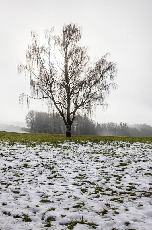 Large willow tree with drooping branches on snow-covered meadow in fog, Mondseeland, Salzkammergut, Upper Austria, Austria