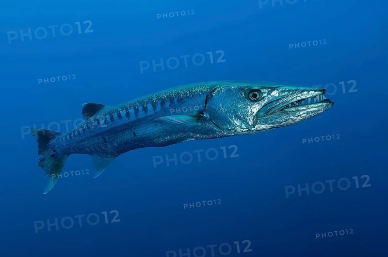 Underwater photo close-up of Great barracuda (Sphyraena barracuda) stands floating directly in front of viewer has mouth slightly open shows large strong teeth, Pacific Ocean