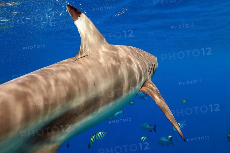 Underwater photo from diver POV Blacktip reef shark (Carcharhinus melanopterus) Blacktip reef shark Blacktip reef shark swimming from behind extremely close to viewer, Red Sea, Indian Ocean, Indo-Pacific, Pacific Ocean