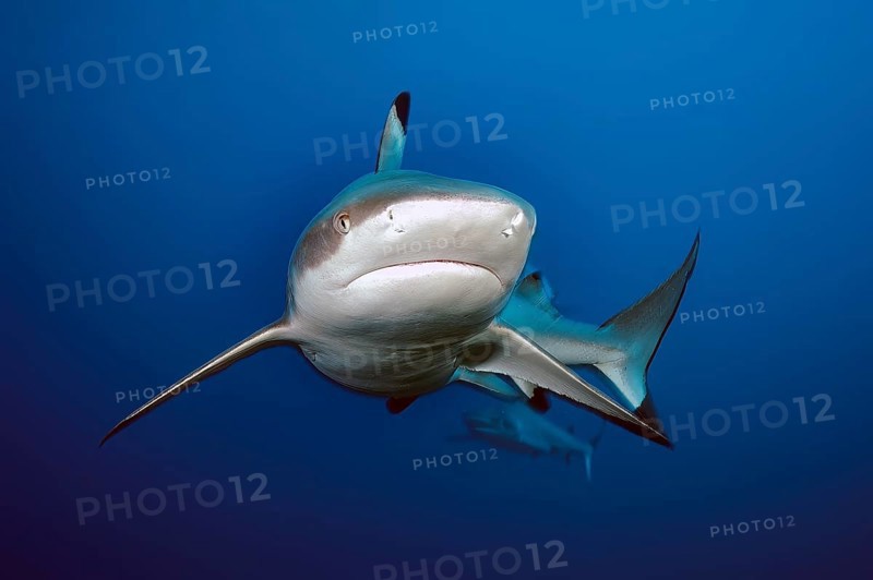 Underwater photo of large blacktip reef shark (Carcharhinus melanopterus) Blacktip reef shark Blacktip reef shark swimming extremely close to observer, Red Sea, Indian Ocean, Indo-Pacific, Pacific Ocean