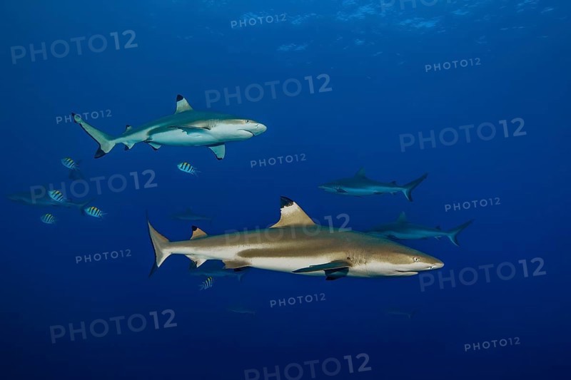 Underwater photo large specimen of blacktip reef shark (Carcharhinus melanopterus) blacktip reef shark blacktip reef shark swimming close to viewer, Red Sea, Indian Ocean, Indo-Pacific, Pacific Ocean
