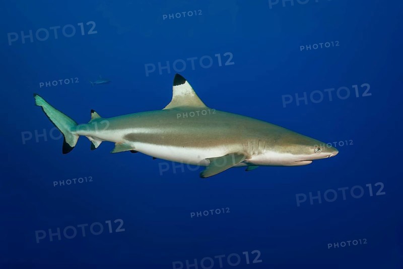 Underwater photo of large blacktip reef shark (Carcharhinus melanopterus) Blacktip reef shark Blacktip reef shark swims close to observer, Red Sea, Indian Ocean, Indo-Pacific, Pacific Ocean