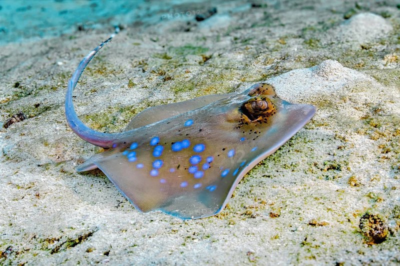Underwater photo close-up of Kuhl's stingray (Neotrygon kuhlii) Grey stingray Blue-spotted stingray, Andaman Sea, Indian Ocean, Thailand