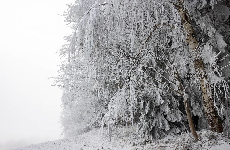 Winter landscape, forest covered with hoarfrost, Mondseeland, Salzkammergut, Upper Austria, Austria