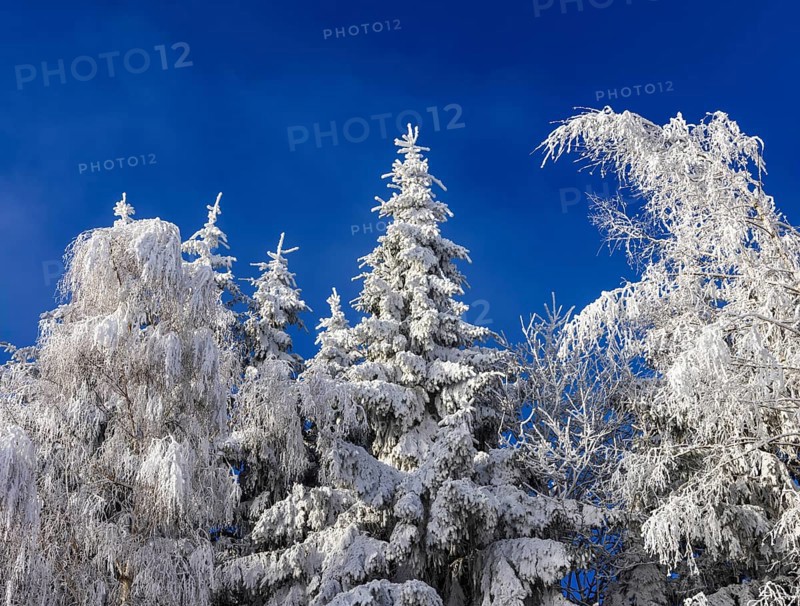 Winter landscape, winter forest with blue sky, trees covered with hoarfrost, Mondseeland, Salzkammergut, Upper Austria, Austria