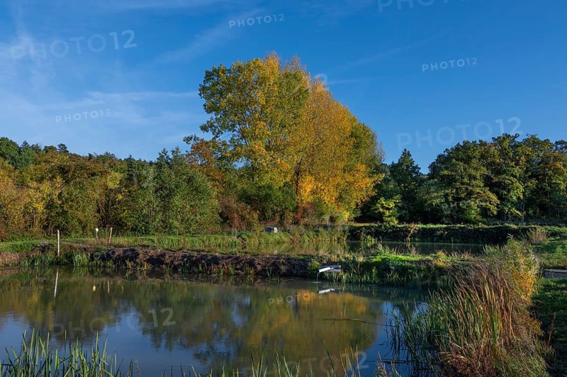 Autumnal poplars (Populus) in front of carp ponds, Beerbach, Middle Franconia, Bavaria, Germany