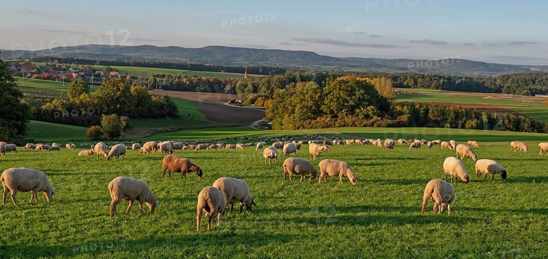 Flock of sheep (Ovis gmelini aries) grazing in a meadow in the evening light, Franconian Switzerland in the background, Beerbach, Middle Franconia, Bavaria, Germany