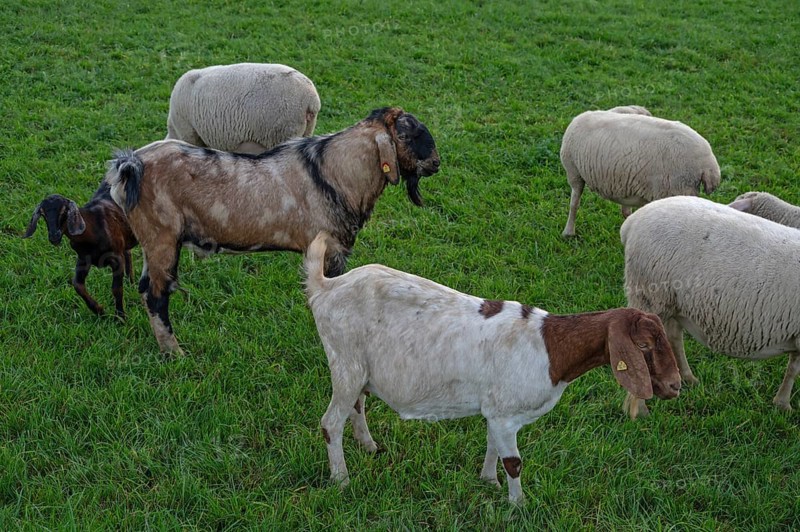 Goats in a flock of sheep in a meadow, Beerbach, Middle Franconia, Bavaria, Germany