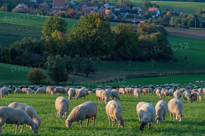 Flock of sheep (Ovis gmelini aries) grazing in a meadow in the evening light, behind Beerbach, Middle Franconia, Bavaria, Germany