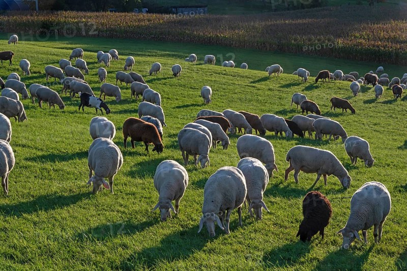 Flock of sheep (Ovis gmelini aries) grazing in a meadow in the evening light, Tauchersreuth, Middle Franconia, Bavaria, Germany
