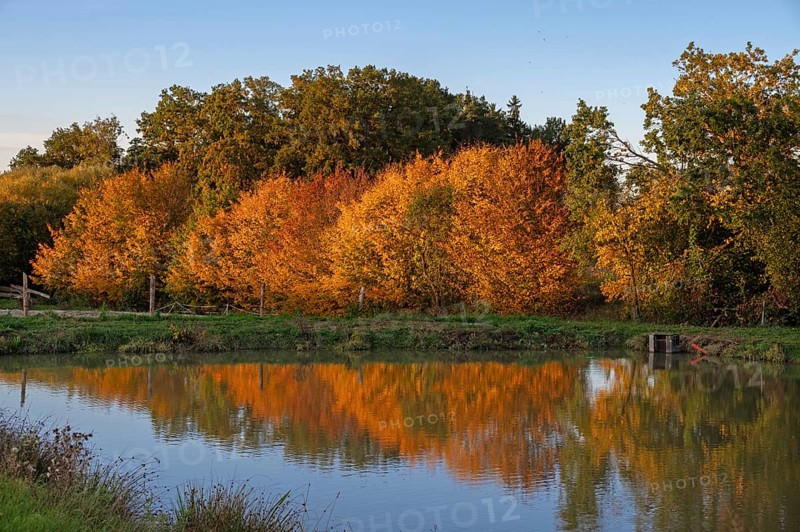 Autumn trees are reflected in a cape pond, Beerbach, Middle Franconia, Bavaria, Germany