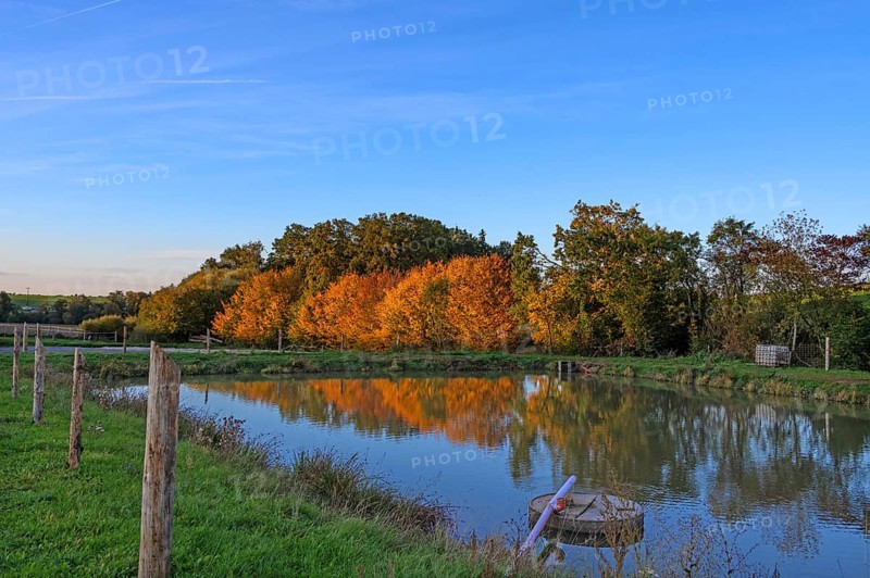 Autumn trees, a carp pond in front, Beerbach, Middle Franconia, Bavaria, Germany