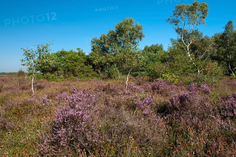 Blühende Heide im Moor, Rehdener Geestmoor, Rehden, Lower Saxony, Germany