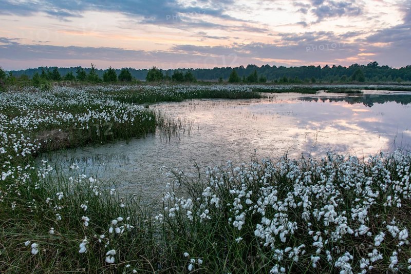 Fruiting cotton grass in the moor in spring, Oldenburger Münsterland, Goldenstedt, Lower Saxony, Germany