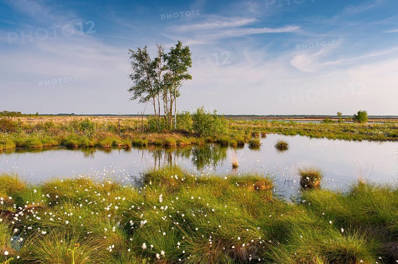 Birch trees in the expanse of the Goldenstedt moor with cotton grass in spring, Goldenstedt, Lower Saxony, Germany