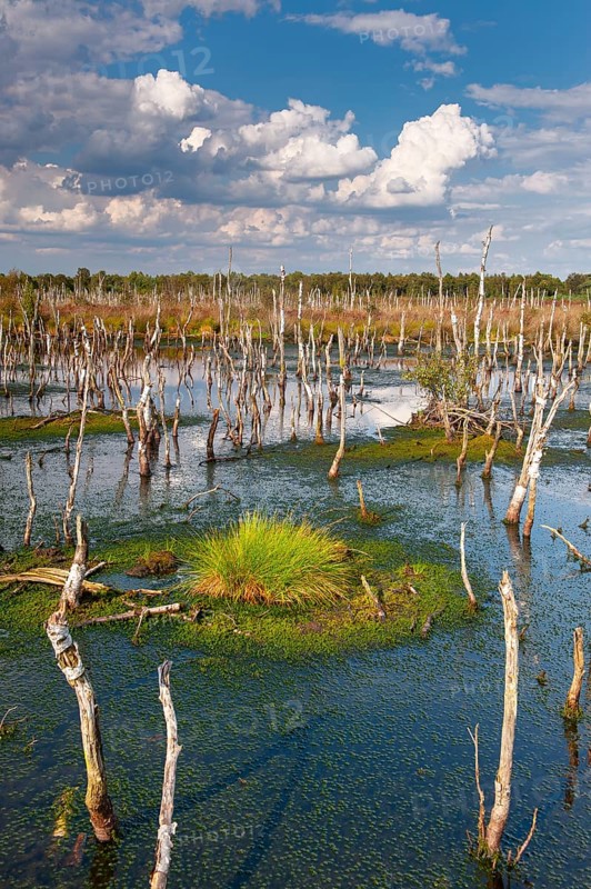 Torfmoos in the rewetted Rehdener Geestmoor, Rehdener Geestmoor, Diepholzer Moor lowlands, Rehden, Lower Saxony, Germany