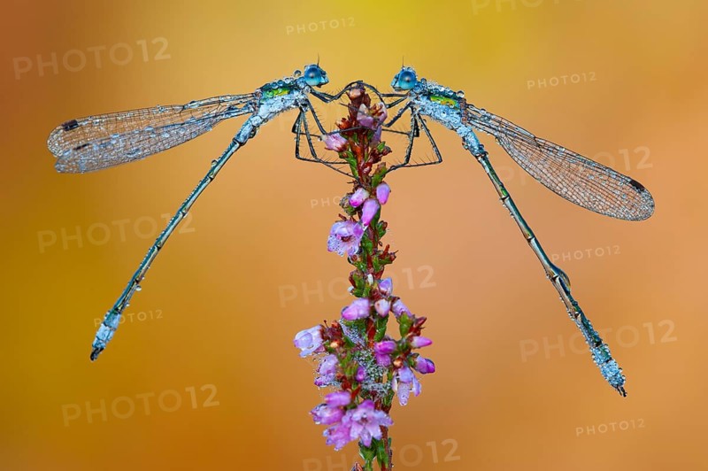 Emerald Damselfly (Lestes sponsa) on flowering heather in the Goldenstedt moor, Goldenstedt, Lower Saxony, Germany