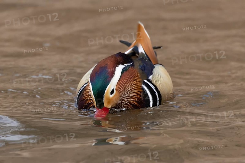 Mandarin duck (Aix galericulata) adult male bird on the water surface of a lake, England, United Kingdom
