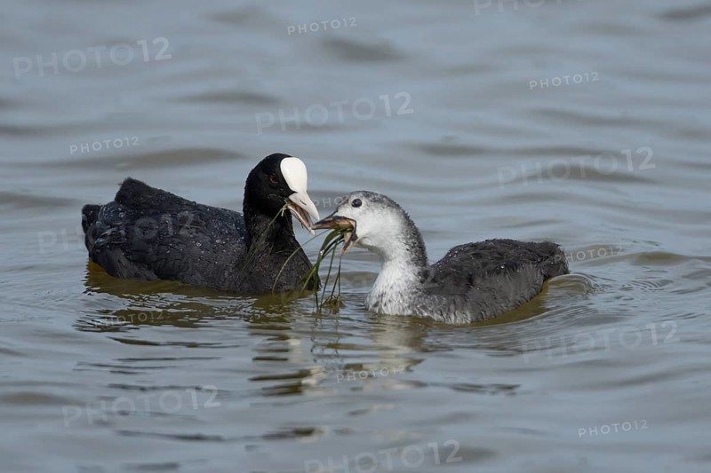 Coot (Fulica atra) adult bird feeding a juvenile baby on the water surface of a lake, England, United Kingdom