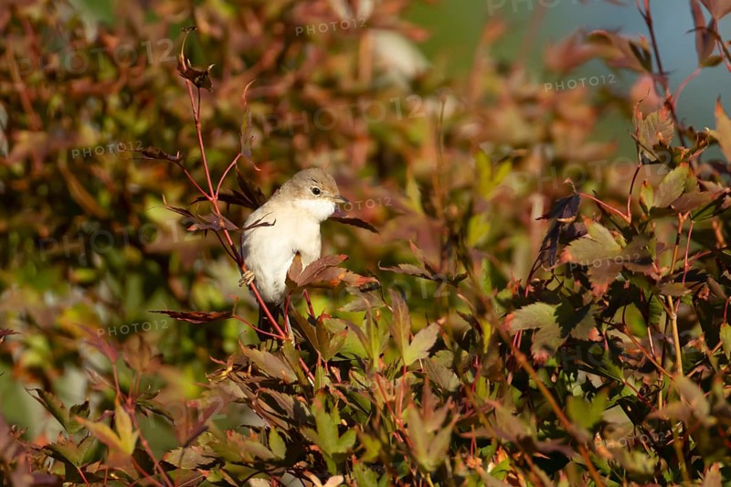 Lesser whitethroat (Curruca curruca) adult bird on a tree with autumn colour leaves, England, United Kingdom