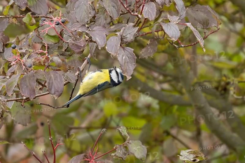Blue tit (Cyanistes caeruleus) adult garden bird on a dogwood tree with autumn colour leaves, England, United Kingdom