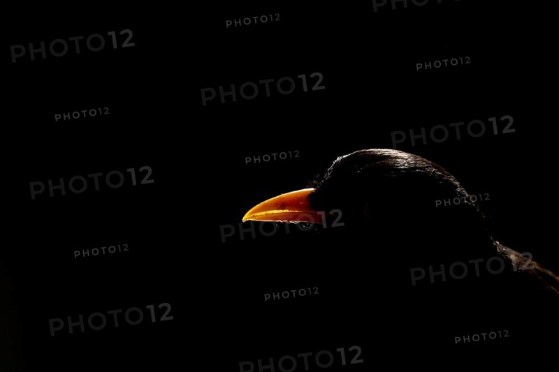 Eurasian blackbird (Turdus merula) adult male garden bird head portrait backlit, England, United Kingdom