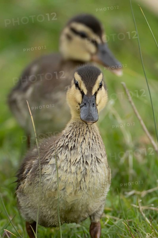 Mallard duck (Anas platyrhynchos) juvenile baby duckling on grassland, England, United Kingdom