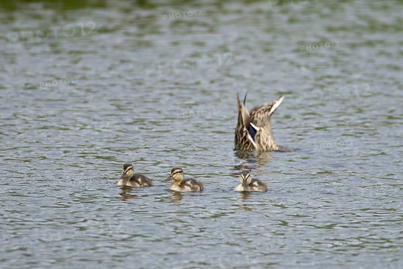 Mallard duck (Anas platyrhynchos) adult female bird and three juvenile baby ducklings on the water surface of a lake, England, United Kingdom