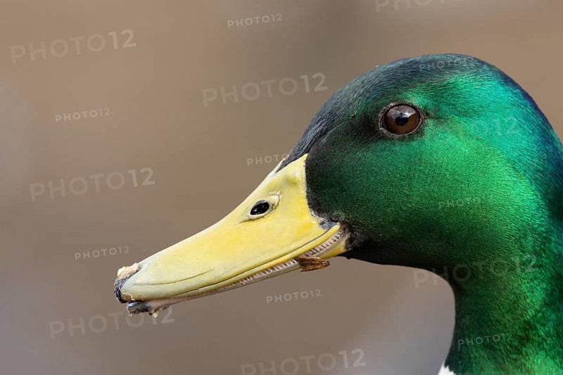 Mallard duck (Anas platyrhynchos) adult male bird head portrait, England, United Kingdom