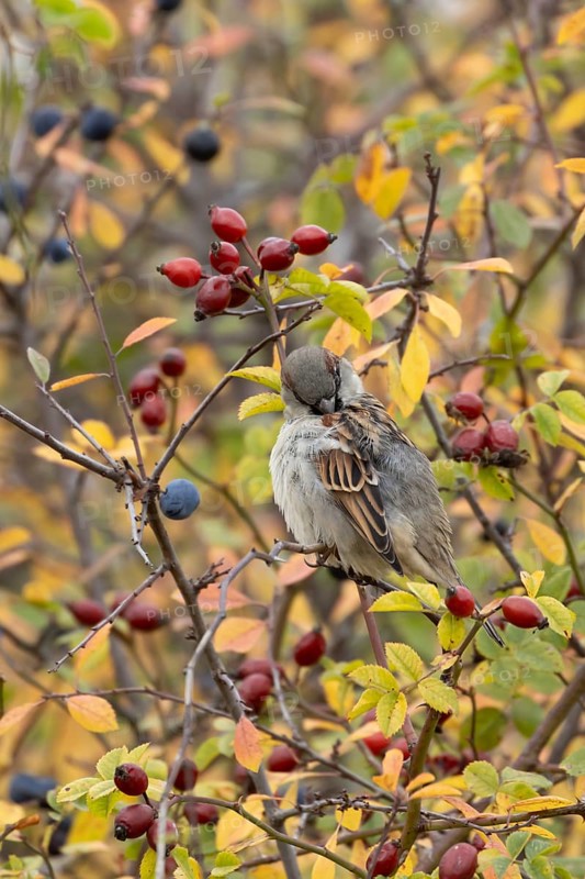 House sparrow (Passer domesticus) adult male bird preening in a hedgerow amongst autumn leaves and berries, England, United Kingdom