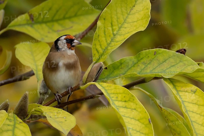 European goldfinch (Carduelis carduelis) adult garden bird on a magnolia tree with autumn colour leaves, England, United Kingdom