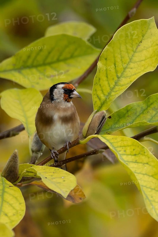 European goldfinch (Carduelis carduelis) adult garden bird on a magnolia tree with autumn colour leaves, England, United Kingdom