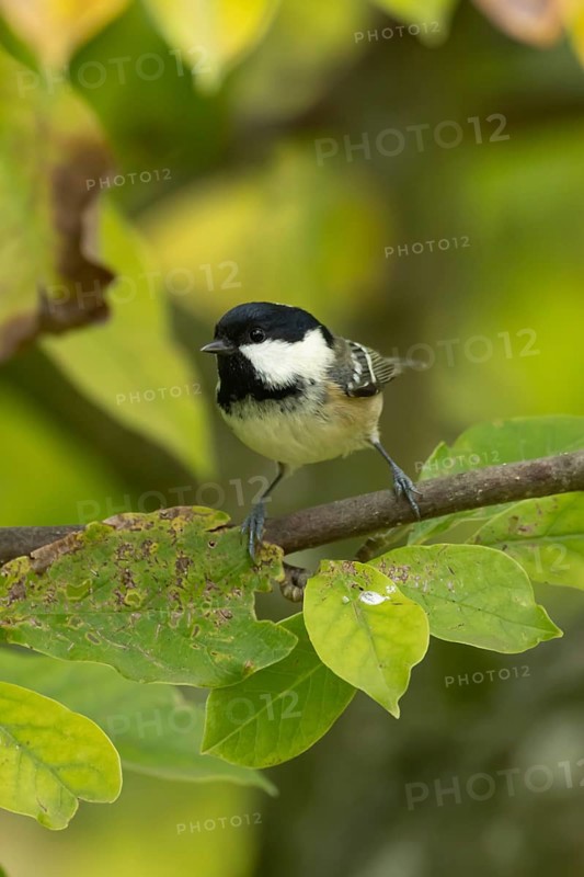 Coal tit (Periparus ater) adult garden bird on a magnolia tree with autumn colour leaves, England, United Kingdom