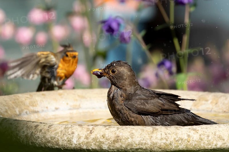 Eurasian blackbird (Turdus merula) adult female garden bird bathing in a bird bath, England, United Kingdom