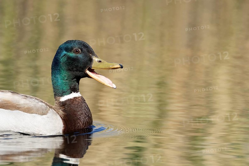 Mallard duck (Anas platyrhynchos) adult male bird quacking or calling on the water surface of a lake, England, United Kingdom