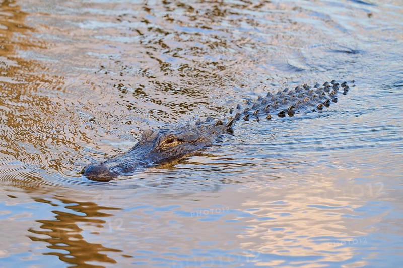An alligator swimming just below the water surface and approaching, American Alligator (Alligator mississippiensis), Spring, Orlando Wetlands, Christmas, Florida, USA, North America