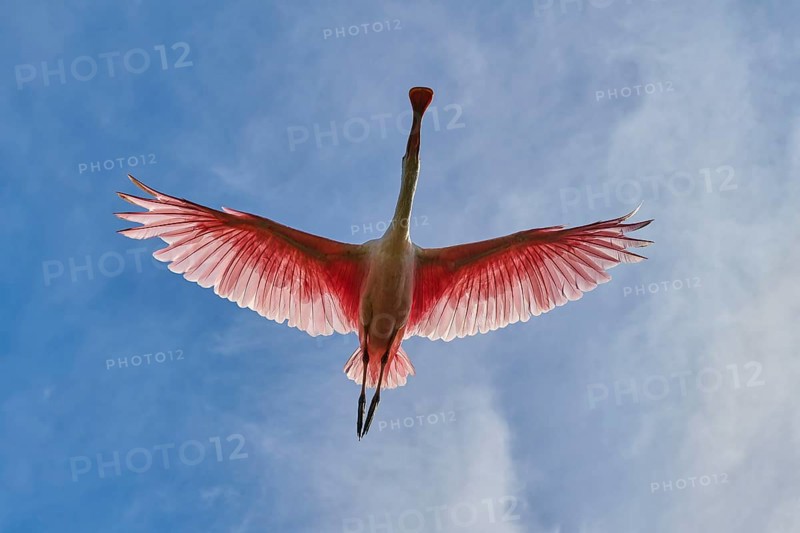 Roseate spoonbill from below in flight against deep blue sky, wings wide open, Roseate spoonbill (Ajaja ajaja), spring, St. Augustine, Florida, USA