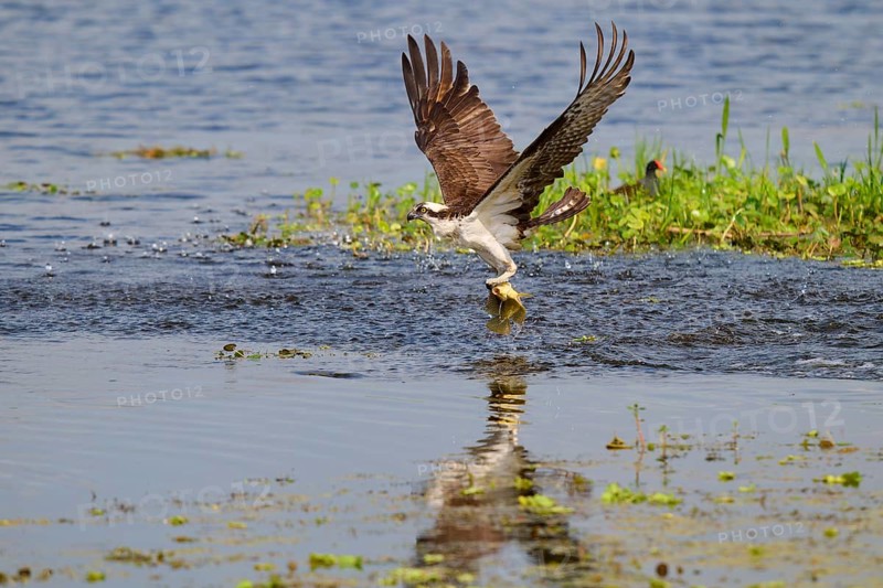 An osprey takes off from the water surface with a fish in its talons, Osprey (Pandion haliaetus), Orlando Wetlands, Christmas, Florida, USA, North America