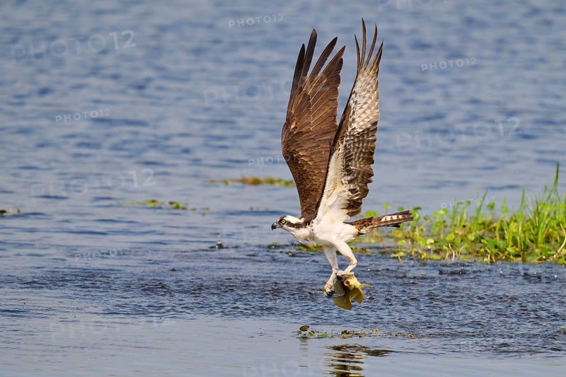 A flying osprey with a prey fish in its talons above the water surface, Osprey (Pandion haliaetus), Orlando Wetlands, Christmas, Florida, USA, North America