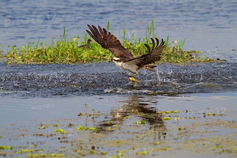 An osprey rises from the water with its prey, a fish, while its wings are spread, Osprey (Pandion haliaetus), Orlando Wetlands, Christmas, Florida, USA, North America