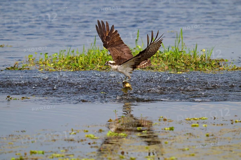 An osprey catches a fish from the water with outstretched wings and specular reflection, Osprey (Pandion haliaetus), Orlando Wetlands, Christmas, Florida, USA, North America
