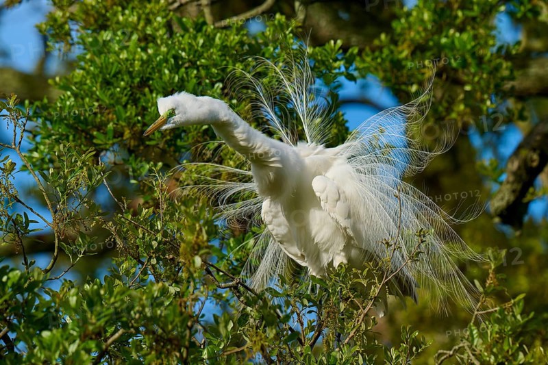 A white heron with spread feathers in the branches, Great Egret (Egretta alba), spring, St. Augustine, Florida, USA